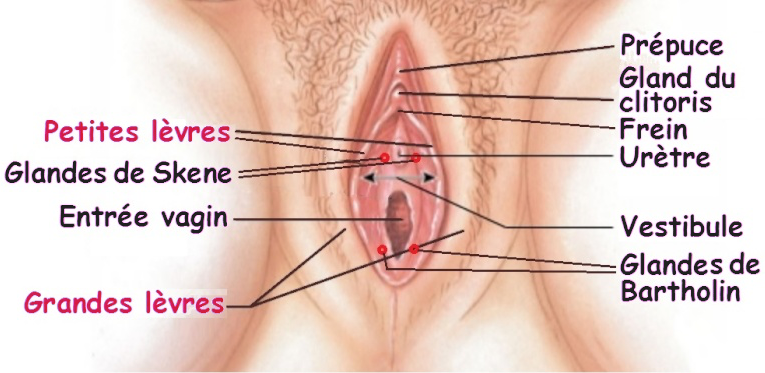 Lc3a8vres vaginales