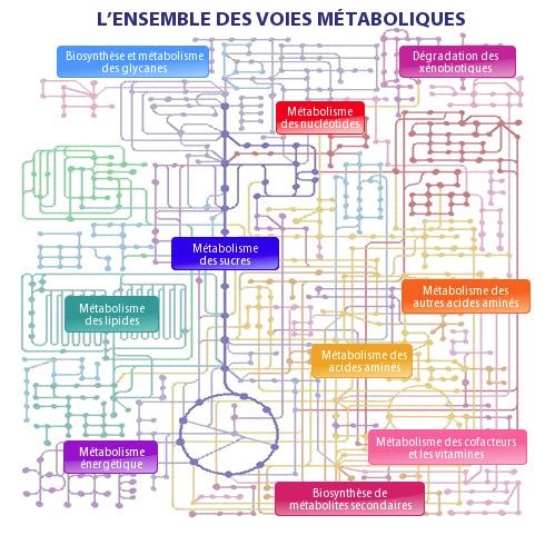 Metabolisme2