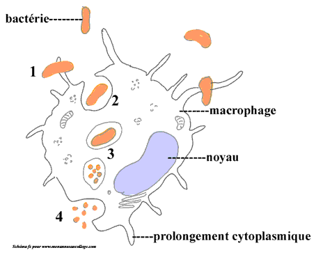 Phagocytose2