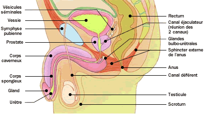 Systeme uro genital masculin